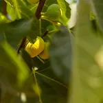Agach Aparts-savran *