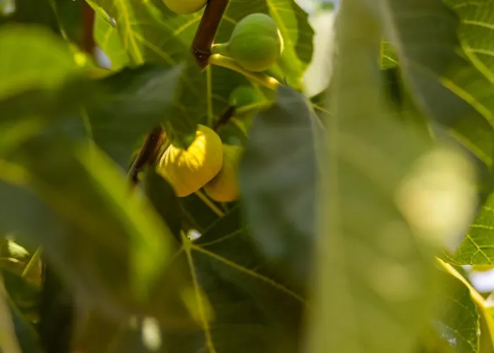 Agach Aparts-savran *