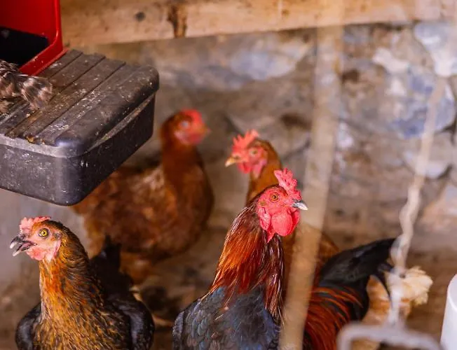 Agach Aparts-savran * Milas