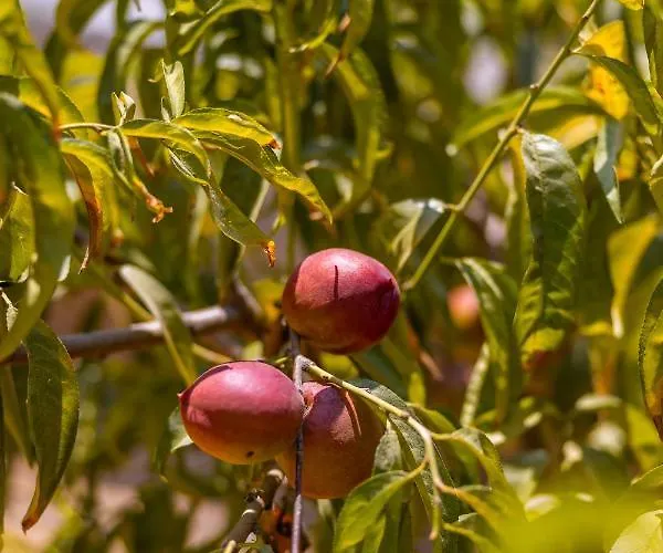 فيلة Agach Aparts-savran Milas