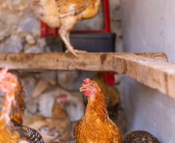 Agach Aparts-savran *