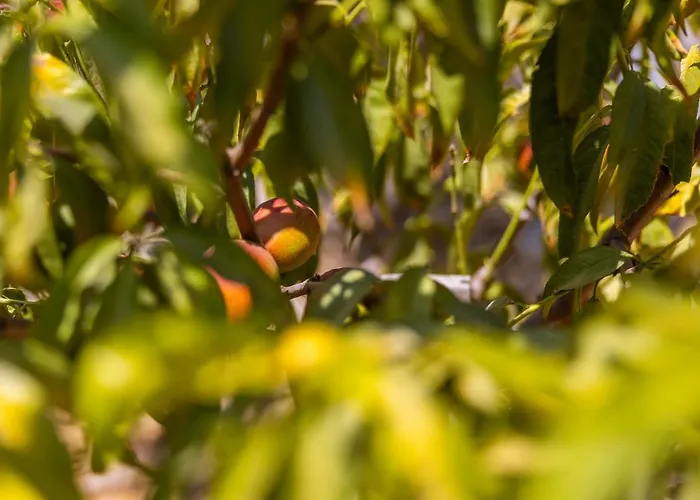 Agach Aparts-savran Milas