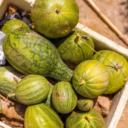 Agach Aparts-savran فيلة