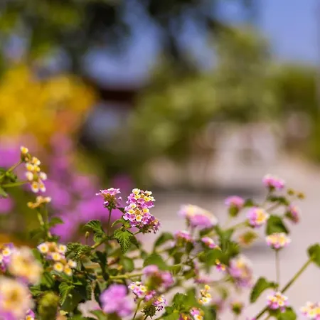 Agach Aparts-savran فيلة Milas