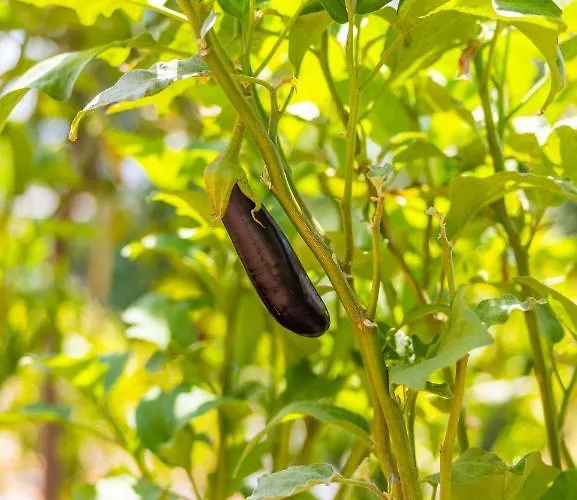 Agach Aparts-savran Vila Milas