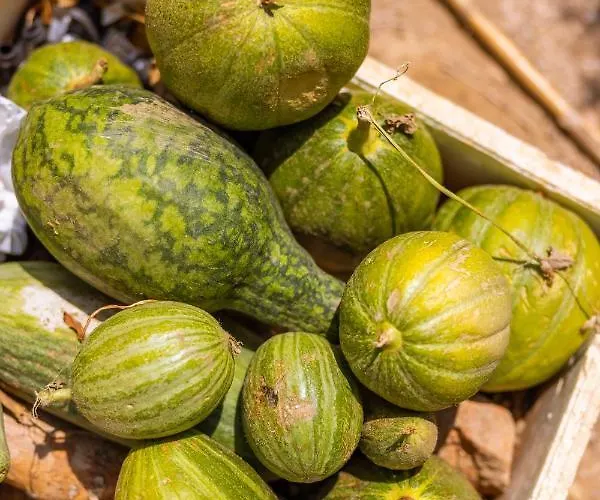 Agach Aparts-savran Vila