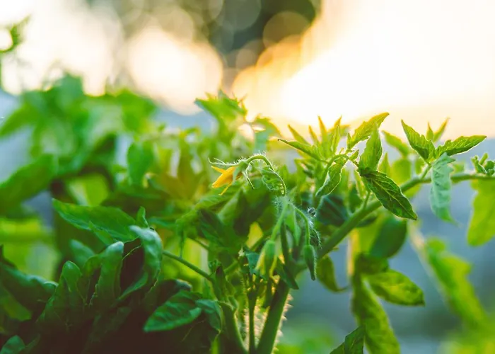 Vilă Agach Aparts-savran *