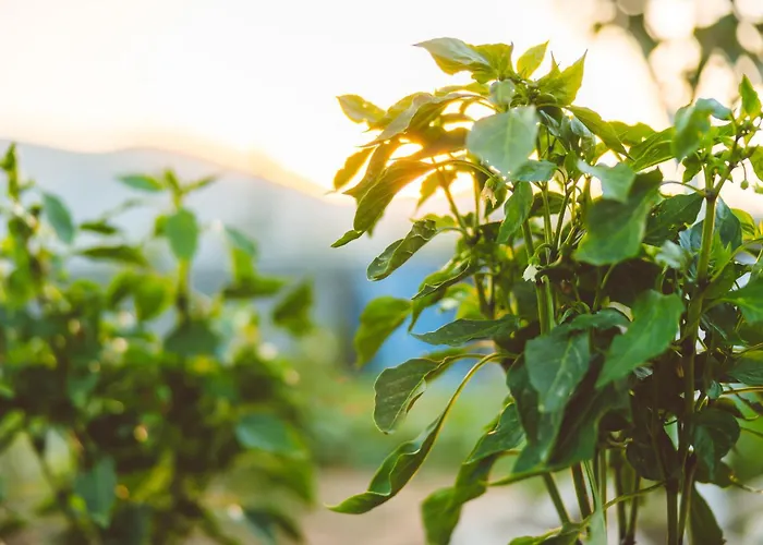 Agach Aparts-savran Milas